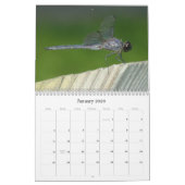 Noordoostelijke wateren Damselflies Kalender 2013 (Jan 2026)