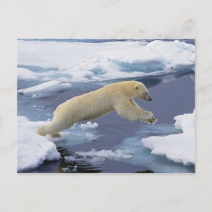 Noordpool, Spitsbergen, Polar Beer uitbreiding Briefkaart