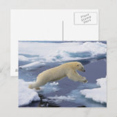 Noordpool, Spitsbergen, Polar Beer uitbreiding Briefkaart (Voorkant / Achterkant)
