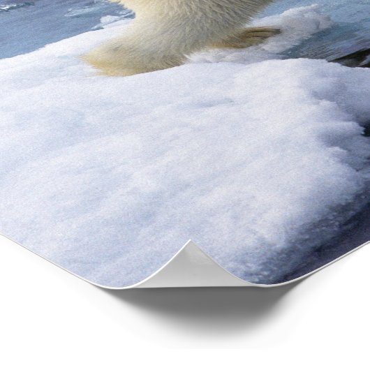 Noordpool, Spitsbergen, Polar Beer uitbreiding Poster (Hoek)