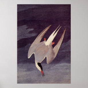 Noordpoolgebied door John James Audubon, Vintage v Poster