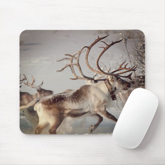 Noordse rendieren, Muismat (Met muis)