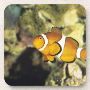 Noordzeekabeljauw (Amphiprion ocellaris), Bier Onderzetter