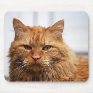 Noors bos Cat Mousepad Muismat