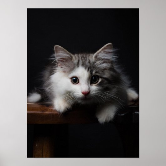 Noors bos Kitten Poster (Voorkant)