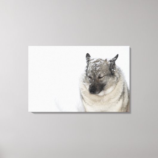 Noors Elkhound Canvas Afdruk (Voorkant)