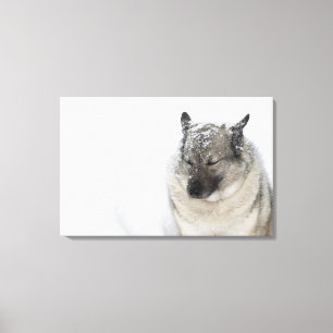 Noors Elkhound Canvas Afdruk