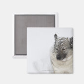 Noors Elkhound Magneet (Voorkant / Achterkant)