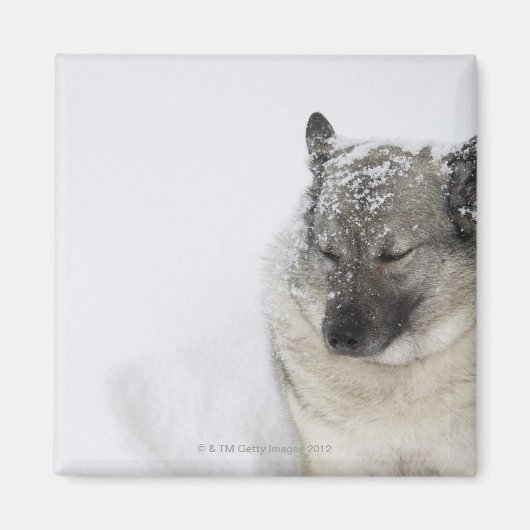 Noors Elkhound Magneet (Voorkant)