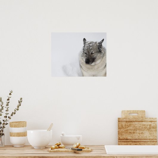 Noors Elkhound Poster (Keuken)