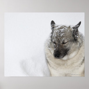 Noors Elkhound Poster
