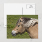 Noors Fjord Horse Briefkaart (Voorkant / Achterkant)