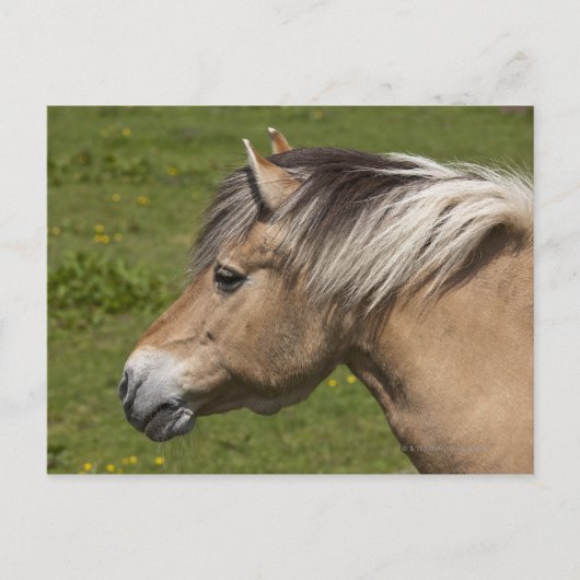 Noors Fjord Horse Briefkaart (Voorkant)
