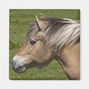 Noors Fjord Horse Magneet