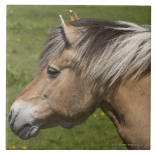 Noors Fjord Horse Tegeltje