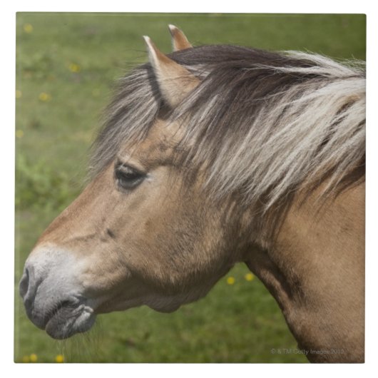 Noors Fjord Horse Tegeltje (Voorkant)