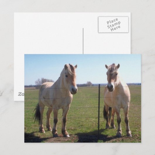 Noors Fjords Briefkaart (Voorkant / Achterkant)