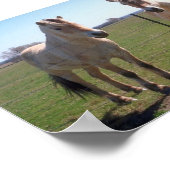 Noors Fjords Poster (Hoek)