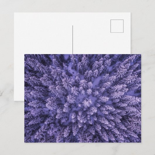 Noors sneeuwbos briefkaart (Voorkant / Achterkant)