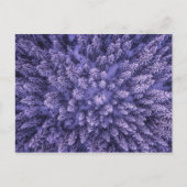 Noors sneeuwbos briefkaart (Voorkant)