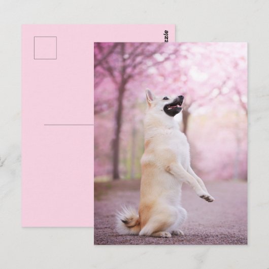Noorse bloesems voor Buhund en Cherry Briefkaart (Voorkant / Achterkant)