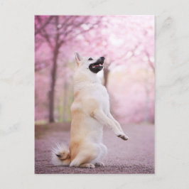 Noorse bloesems voor Buhund en Cherry Briefkaart