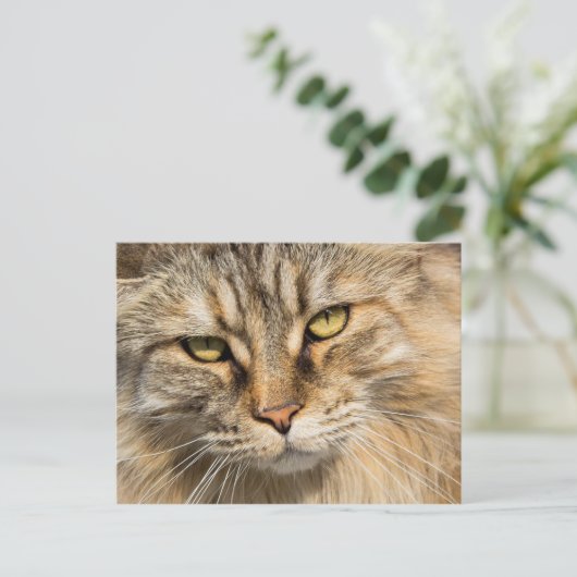 Noorse boskat briefkaart (Staand voorkant)