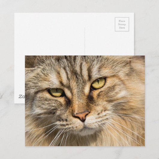 Noorse boskat briefkaart (Voorkant / Achterkant)