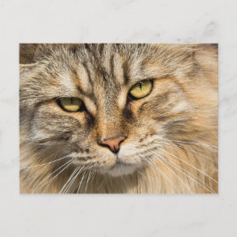Noorse boskat briefkaart