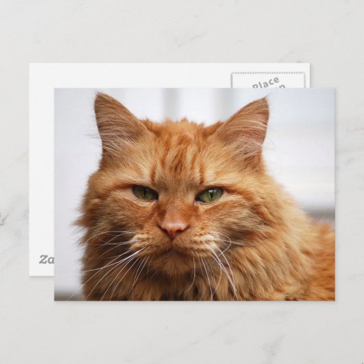 Noorse boskat briefkaart (Voorkant / Achterkant)