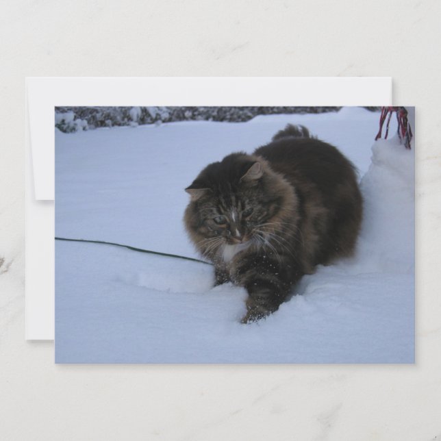 Noorse boskat bruine tabby in de sneeuw (Voorkant)