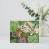 Noorse Boskatjes Briefkaart (Staand voorkant)