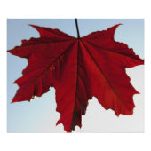 Noorse Crimson King Maple Leaf Foto Afdruk (Voorkant)