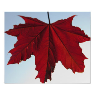 Noorse Crimson King Maple Leaf Foto Afdruk