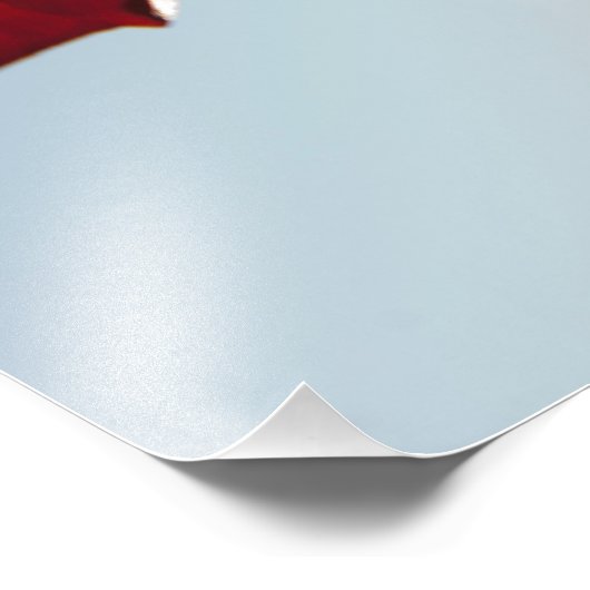 Noorse Crimson King Maple Leaf Foto Afdruk (Hoek)