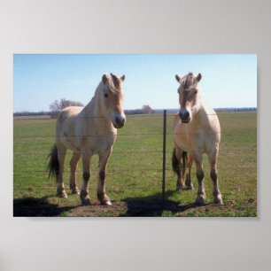 Noorse Fjorden Poster