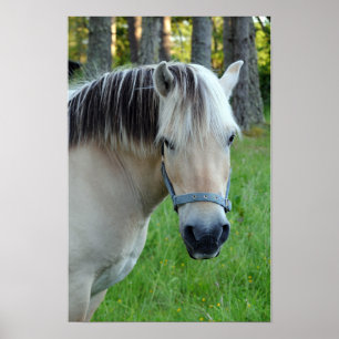 Noorse fjordpaardenposter poster