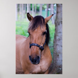 Noorse fjordpaardenposter poster