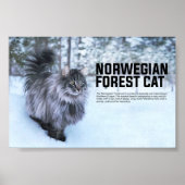 Noorse kat Breed Poster (Voorkant)