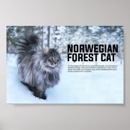 Noorse kat Breed Poster