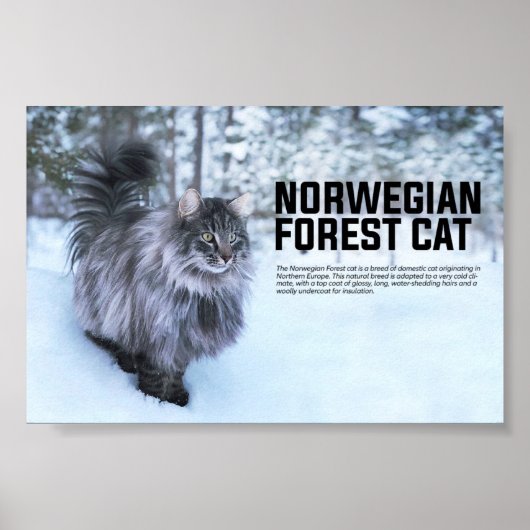 Noorse kat Breed Poster (Voorkant)