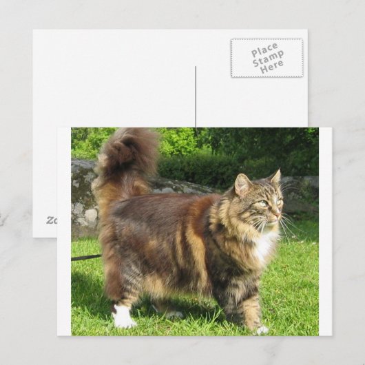 noorse kat vol.png briefkaart (Voorkant / Achterkant)