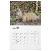 Noorse kattenkalender kalender (Jan 2026)
