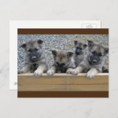 Noorse Puppies van Elkhound Briefkaart (Voorkant / Achterkant)