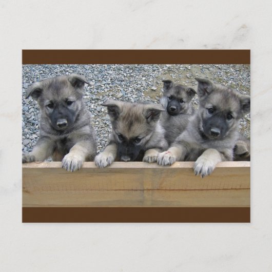 Noorse Puppies van Elkhound Briefkaart (Voorkant)
