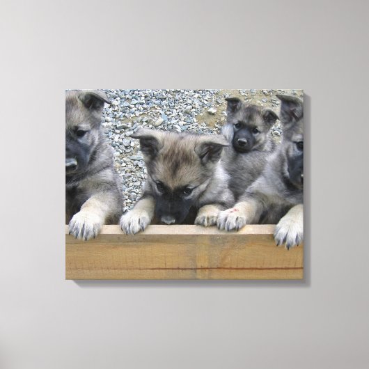 Noorse Puppies van Elkhound Canvas Afdruk (Voorkant)