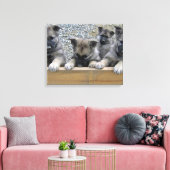 Noorse Puppies van Elkhound Canvas Afdruk (Insitu (Woonkamer))