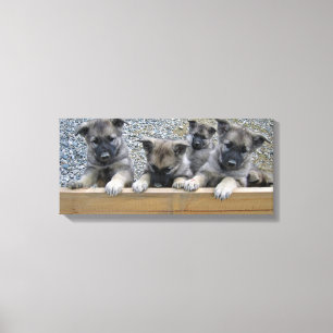 Noorse Puppies van Elkhound Canvas Afdruk