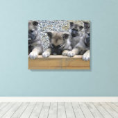 Noorse Puppies van Elkhound Canvas Afdruk (Insitu (Houten vloer))