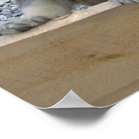 Noorse Puppies van Elkhound Poster (Hoek)